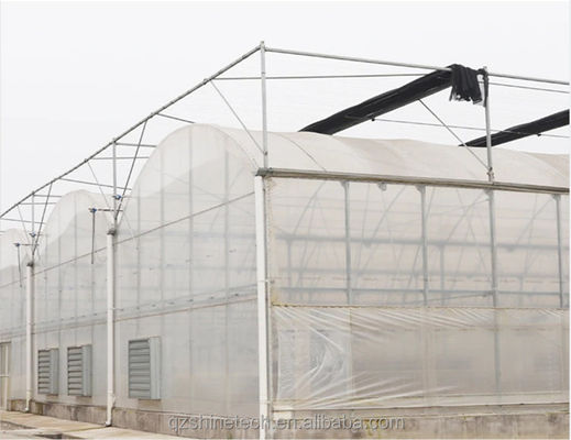 Solution clé en main de serre Shine Tech pour la culture hydroponique de tomates agricoles