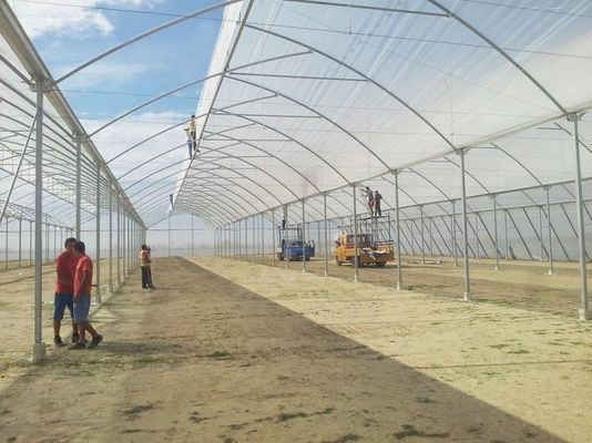 Grande serre à dent de scie, poly-tunnel, avec ventilation