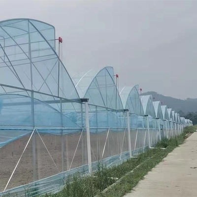 Grande serre à dent de scie, poly-tunnel, avec ventilation